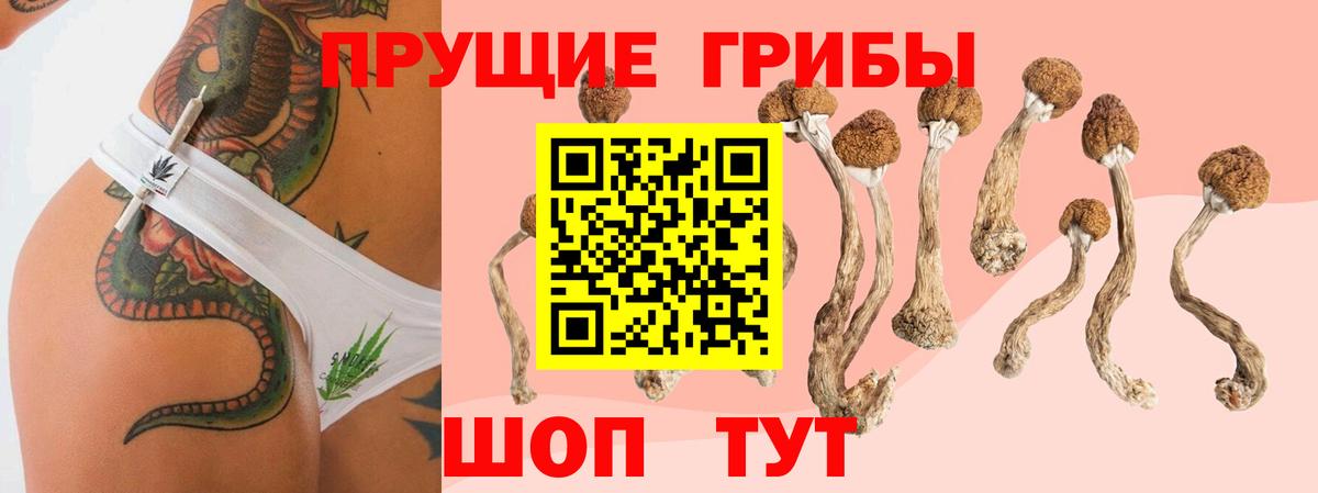 Псилоцибиновые грибы мицелий Карачаевск