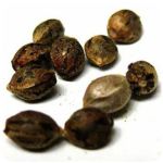 Семена марихуаны АК-47  (Seeds AK-47) в Карачаевске